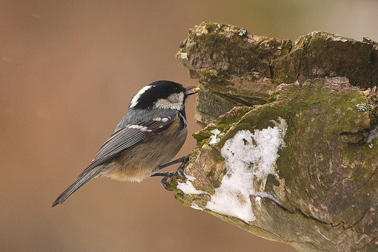 Sýkorka uhliarka /Parus ater /