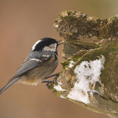 Sýkorka uhliarka /Parus ater /