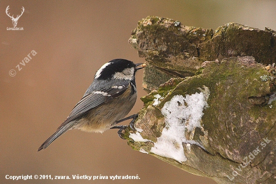 Sýkorka uhliarka /Parus ater /