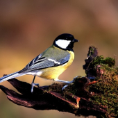 Sýkorka bielolíca/Parus major/