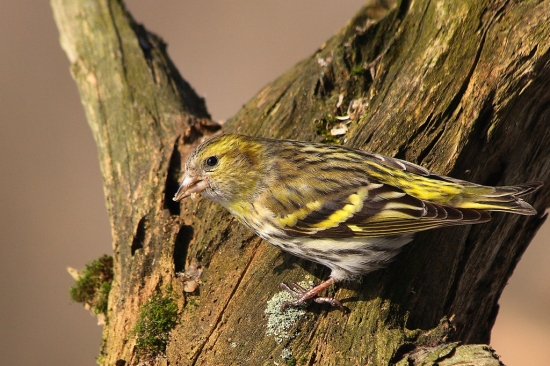 Stehlík čížavý /Carduelis spinus/