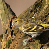 Stehlík čížavý /Carduelis spinus/