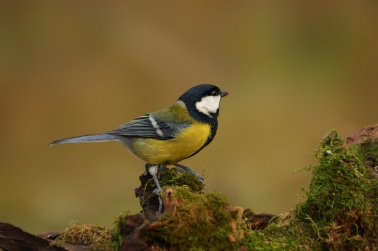 Sýkorka bielolíca /Parus major/