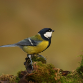 Sýkorka bielolíca /Parus major/