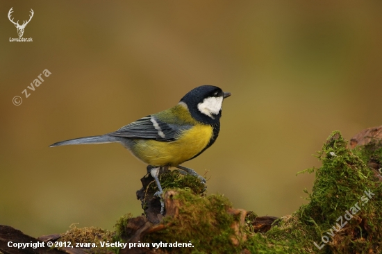 Sýkorka bielolíca /Parus major/