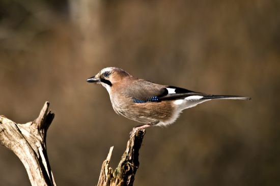 Sojka škriekavá/Garrulus glandarius/