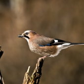 Sojka škriekavá/Garrulus glandarius/