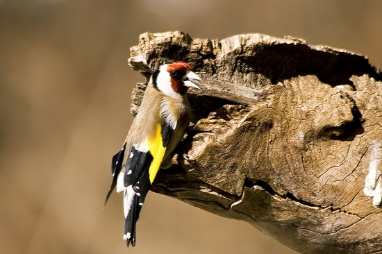 Stehlík pestrý / Carduelis carduelis/