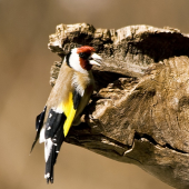 Stehlík pestrý / Carduelis carduelis/