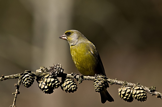 Stehlík zelený /Carduelis chloris/
