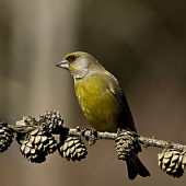 Stehlík zelený /Carduelis chloris/