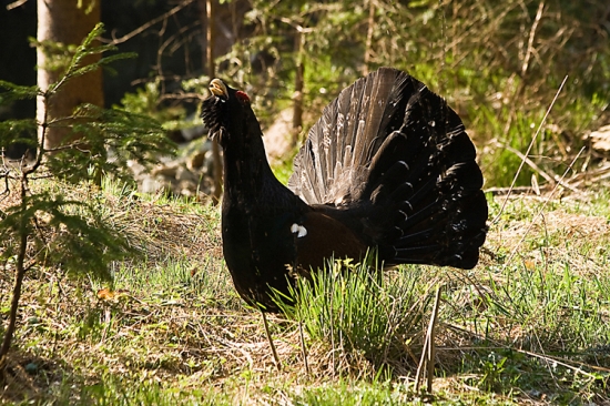 Tetrov hlucháň/Tetrao urogallus/