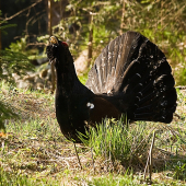Tetrov hlucháň/Tetrao urogallus/