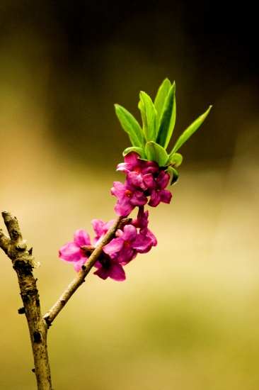 Lykovec jedovatý/Daphne mezereum L./
