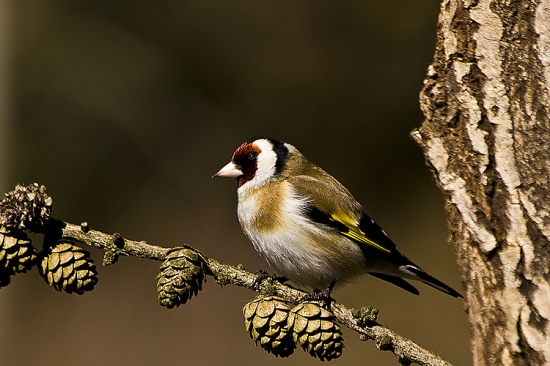 Stehlík pestrý / Carduelis carduelis/