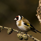 Stehlík pestrý / Carduelis carduelis/