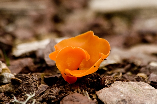 Tanierovka oranžová.