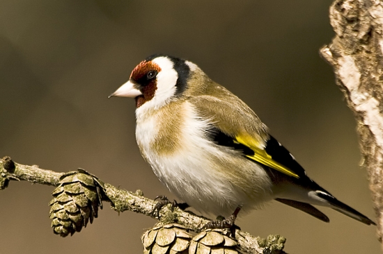 Stehlík pestrý / Carduelis carduelis/