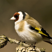 Stehlík pestrý / Carduelis carduelis/