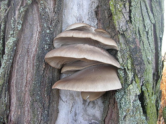 Hliva ustricovitá / Pleurotus ostreatus/
