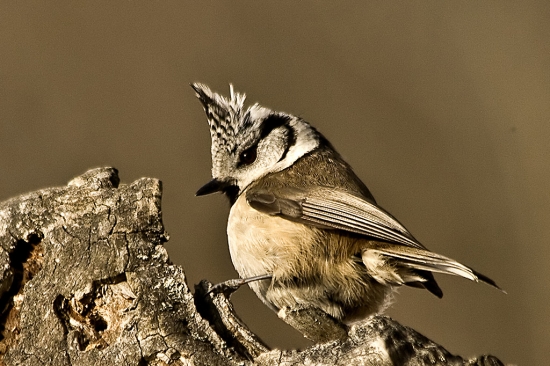 Sýkorka chochlatá/Parus cristatus/