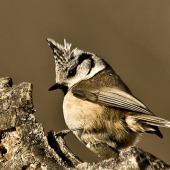 Sýkorka chochlatá/Parus cristatus/