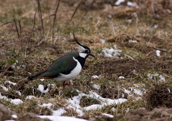 Vanellus vanellus-Cíbik chochlatý