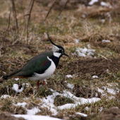 Vanellus vanellus-Cíbik chochlatý