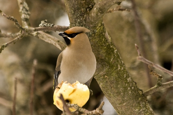 Bombycilla garrulus- Chochláč severský