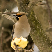 Bombycilla garrulus- Chochláč severský