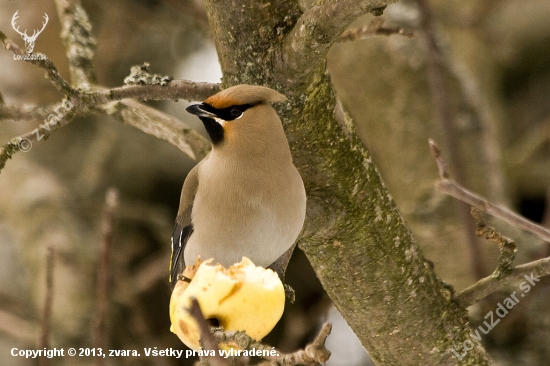 Bombycilla garrulus- Chochláč severský