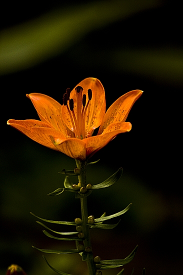 Ľalia cibuľkonosná - Lilium bulbiferum L.