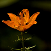 Ľalia cibuľkonosná - Lilium bulbiferum L.