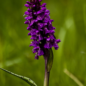 vstavačovec májový pravý Dactylorhiza majalis ssp. majalis