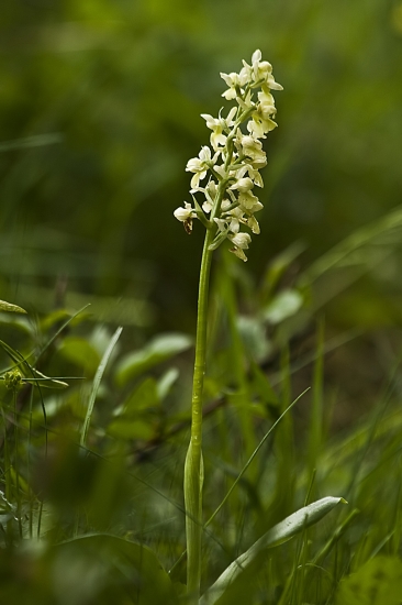 Vstavač bledý (Orchis pallens; synonymum: Orchis sulphurea)
