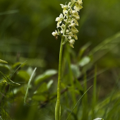 Vstavač bledý (Orchis pallens; synonymum: Orchis sulphurea)