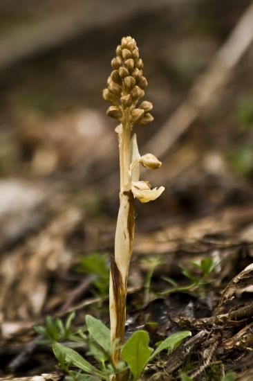 Hniezdovka hlístová (lat. Neottia nidus-avis)