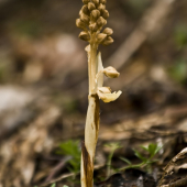 Hniezdovka hlístová (lat. Neottia nidus-avis)