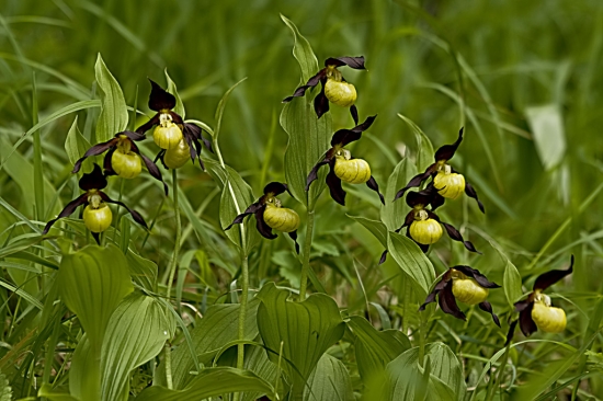 Črievičník papučka Cypripedium calceolus L.