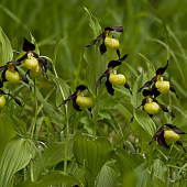 Črievičník papučka Cypripedium calceolus L.
