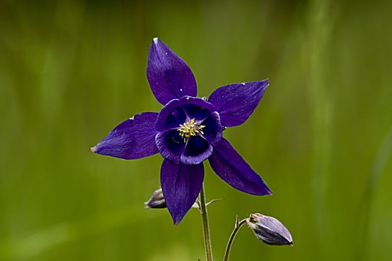 Orlíček obyčajný- Aguilegium vulgaris