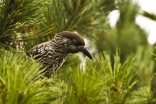 Orešnica perlovaná