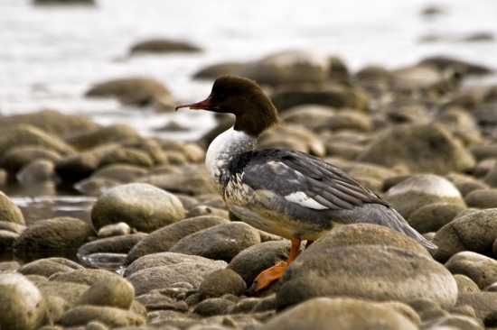 Potápač veľký  (Mergus merganser)