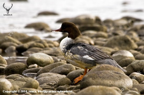 Potápač veľký  (Mergus merganser)