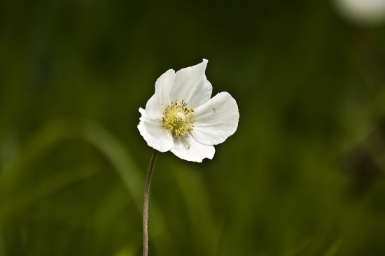 veternica hájna  Anemone nemorosa
