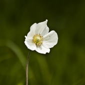 veternica hájna  Anemone nemorosa