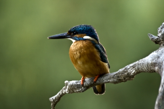 Rybárik riečny /  Alcedo atthis