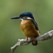 Rybárik riečny /  Alcedo atthis
