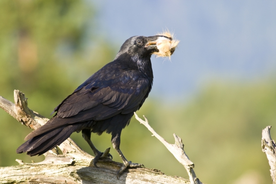 Krkavec čierny /Corvus corax/