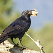 Krkavec čierny /Corvus corax/